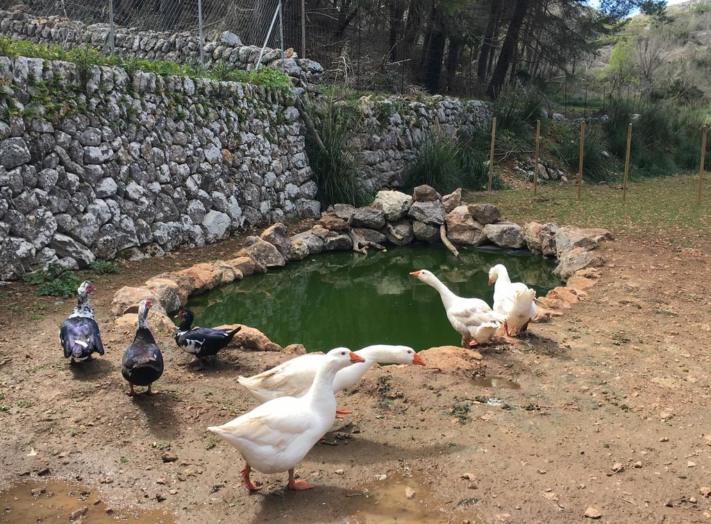 Finca Ses Fontanelles Андрач Екстер'єр фото
